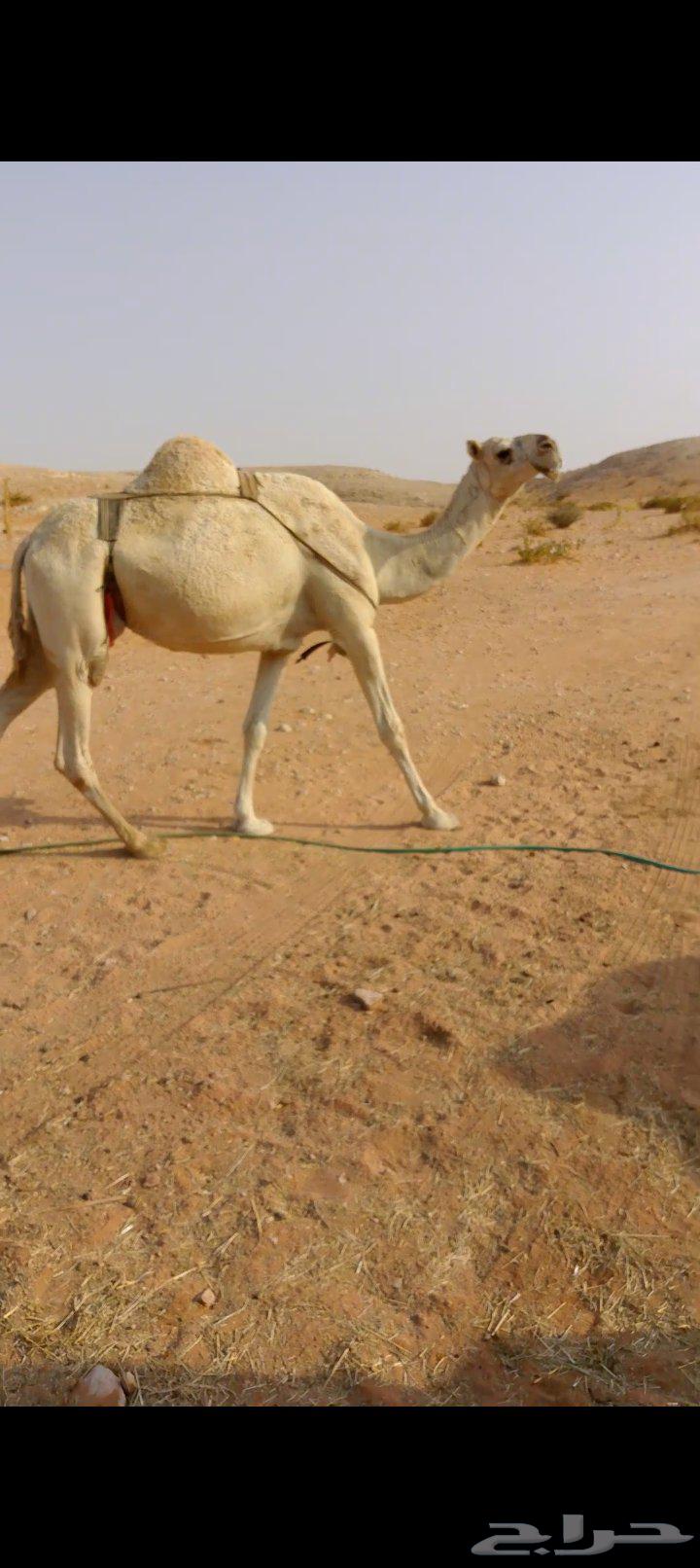 For sale: Ten units under third-floor apartment, subject to all conditions64624511965698110