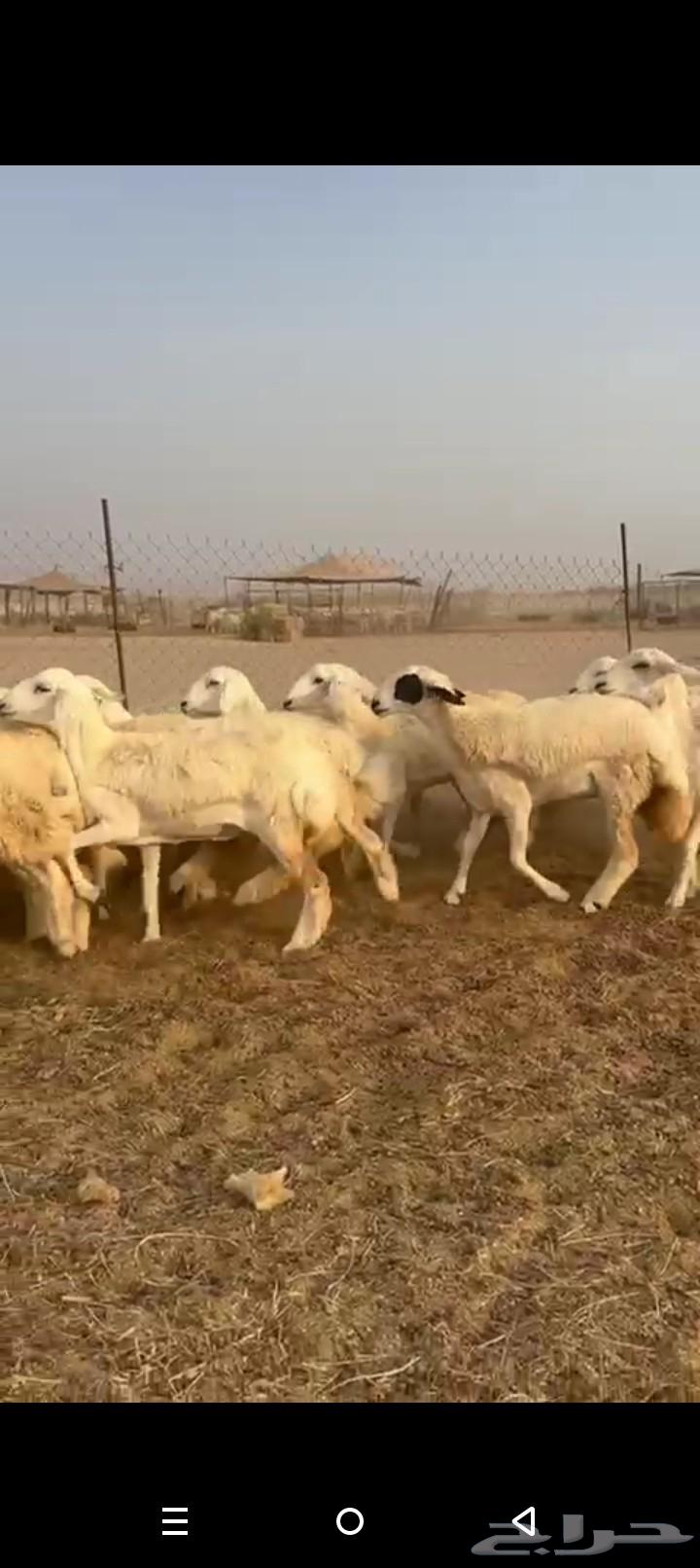 رخال جدعات طيبه صنف الصنف حريات رخال64618438625667110