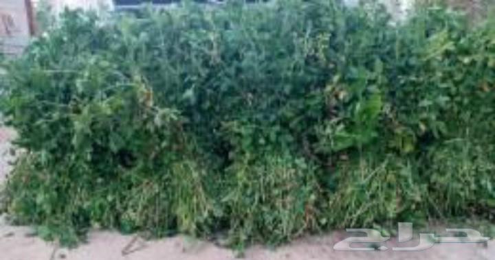 بذور برسيم بلدي64620005010563111