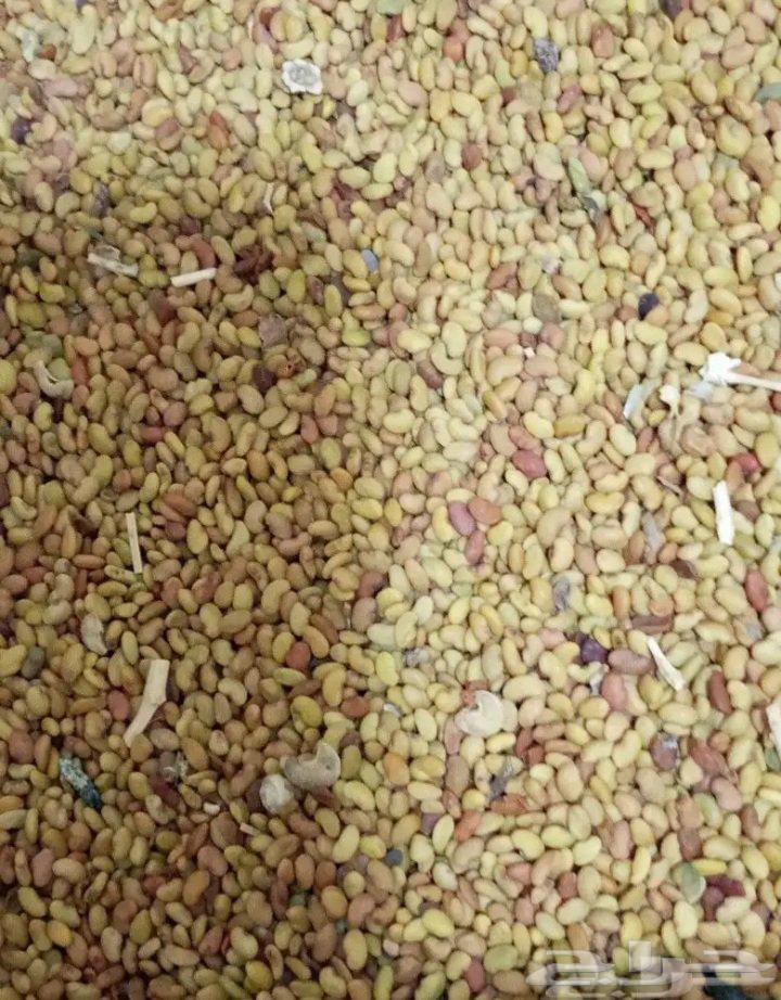 بذور برسيم بلدي64620005010563110