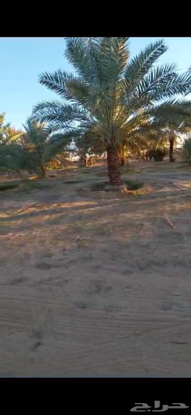 نخل نوايع للبيع64623281526274112