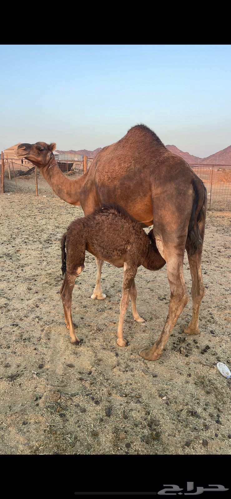 خلفاء حمراء مقنوي الحد 9000 تم البيع64624450103041111