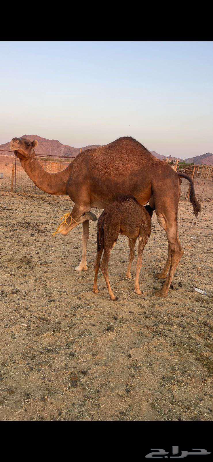 خلفاء حمراء مقنوي الحد 9000 تم البيع64624450103041110