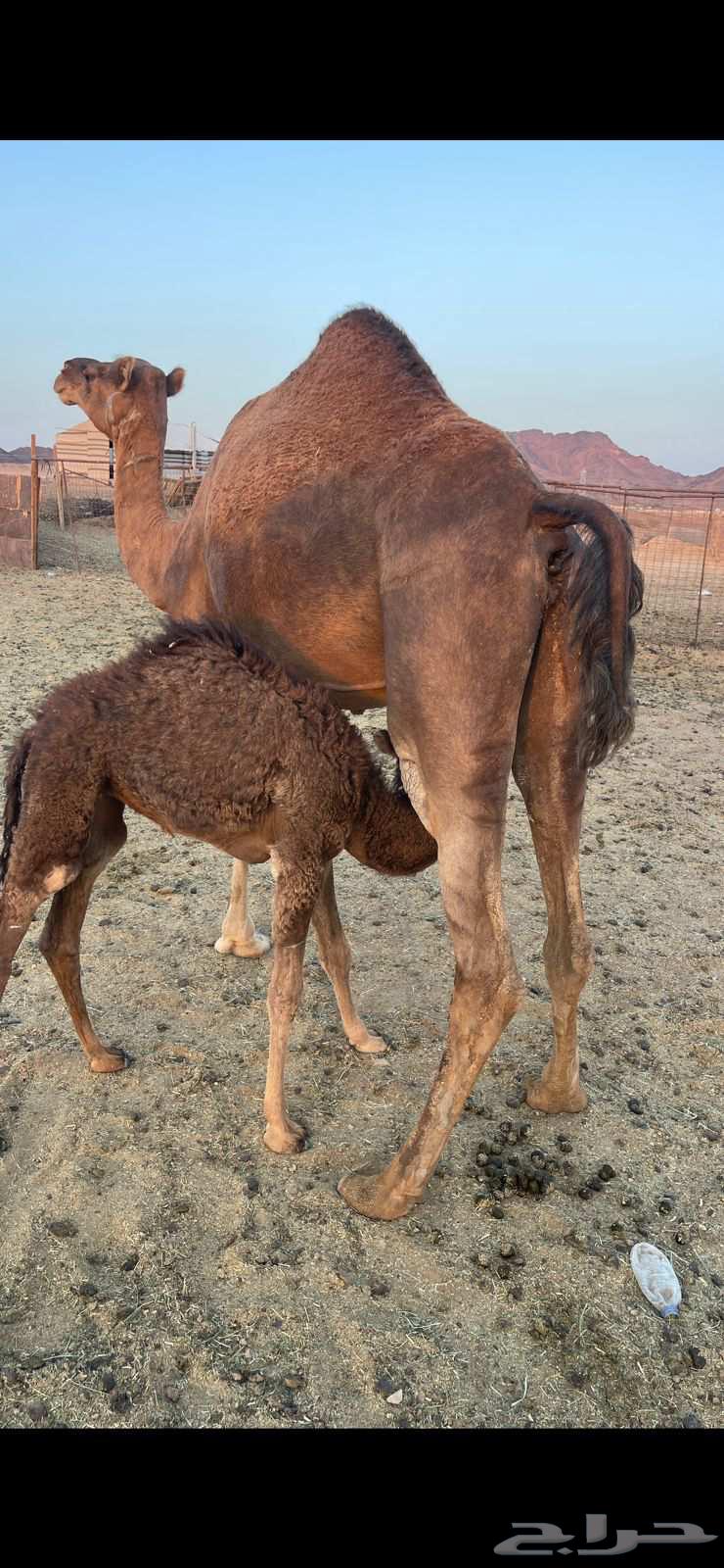 خلفاء حمراء مقنوي الحد 9000 تم البيع64624450103041113