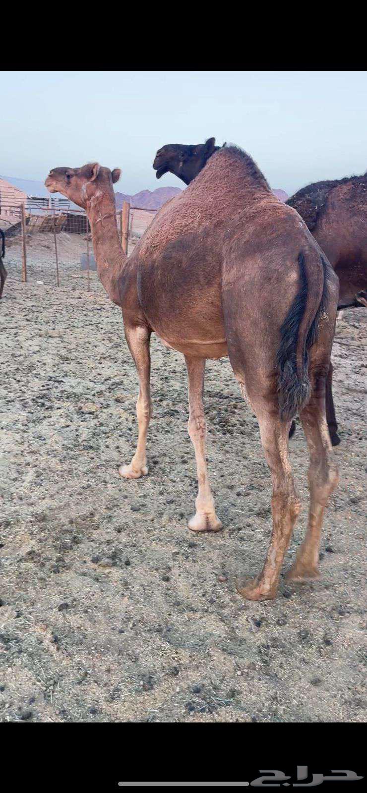 خلفاء حمراء مقنوي الحد 9000 تم البيع64624450103041112