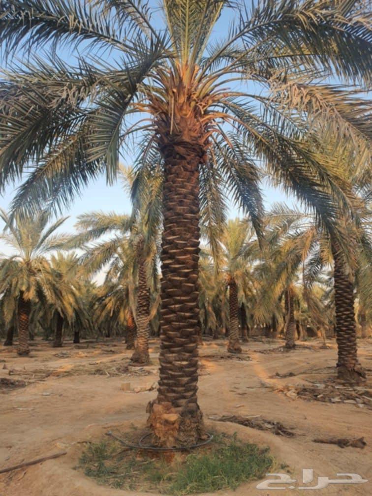 نخل للبيع من اجود مزارع القصيم64619617618945113