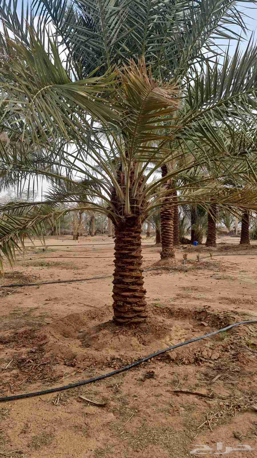 نخل نوايع للبيع64623281526274111