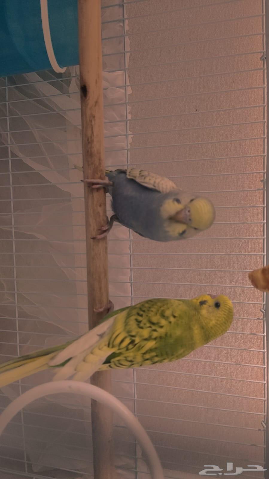 زوج بدجي العمر شهرين عندي زوجين الزوج ب10064620792616961110