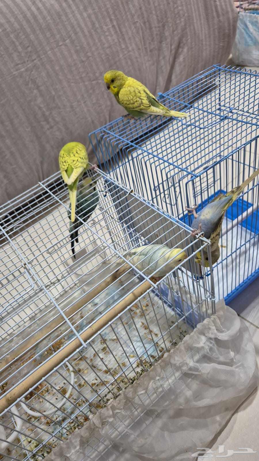 زوج بدجي العمر شهرين عندي زوجين الزوج ب10064620792616961111