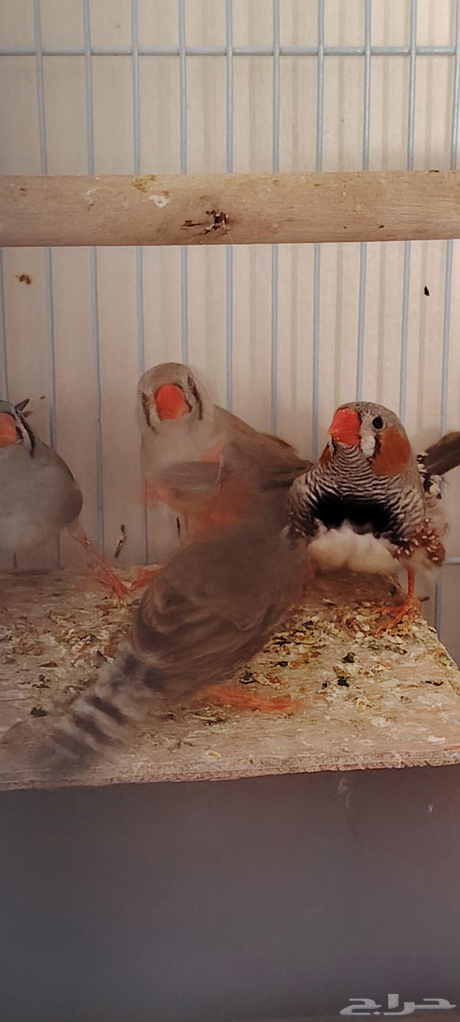 Zebra Finch, Java Sparrow, Budgerigar Pairs and Large Wooden Cage for Sale – Barter Accepted64619367836674114