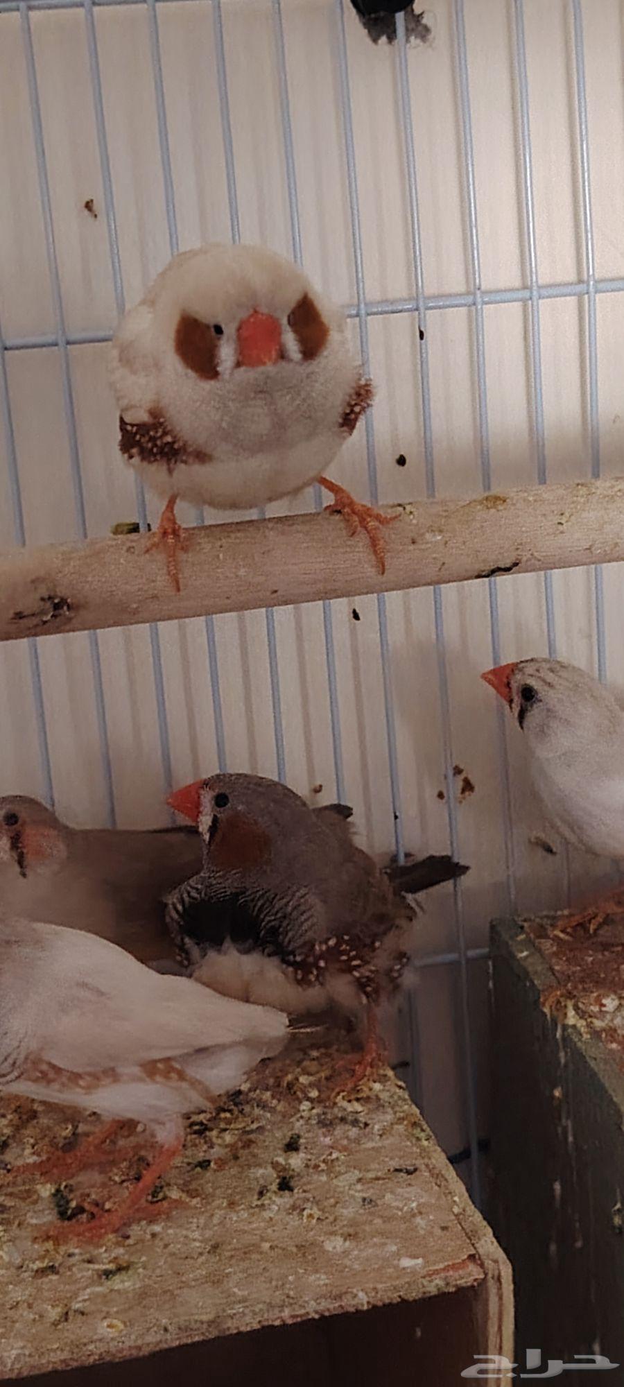 Zebra Finch, Java Sparrow, Budgerigar Pairs and Large Wooden Cage for Sale – Barter Accepted64619367836674110