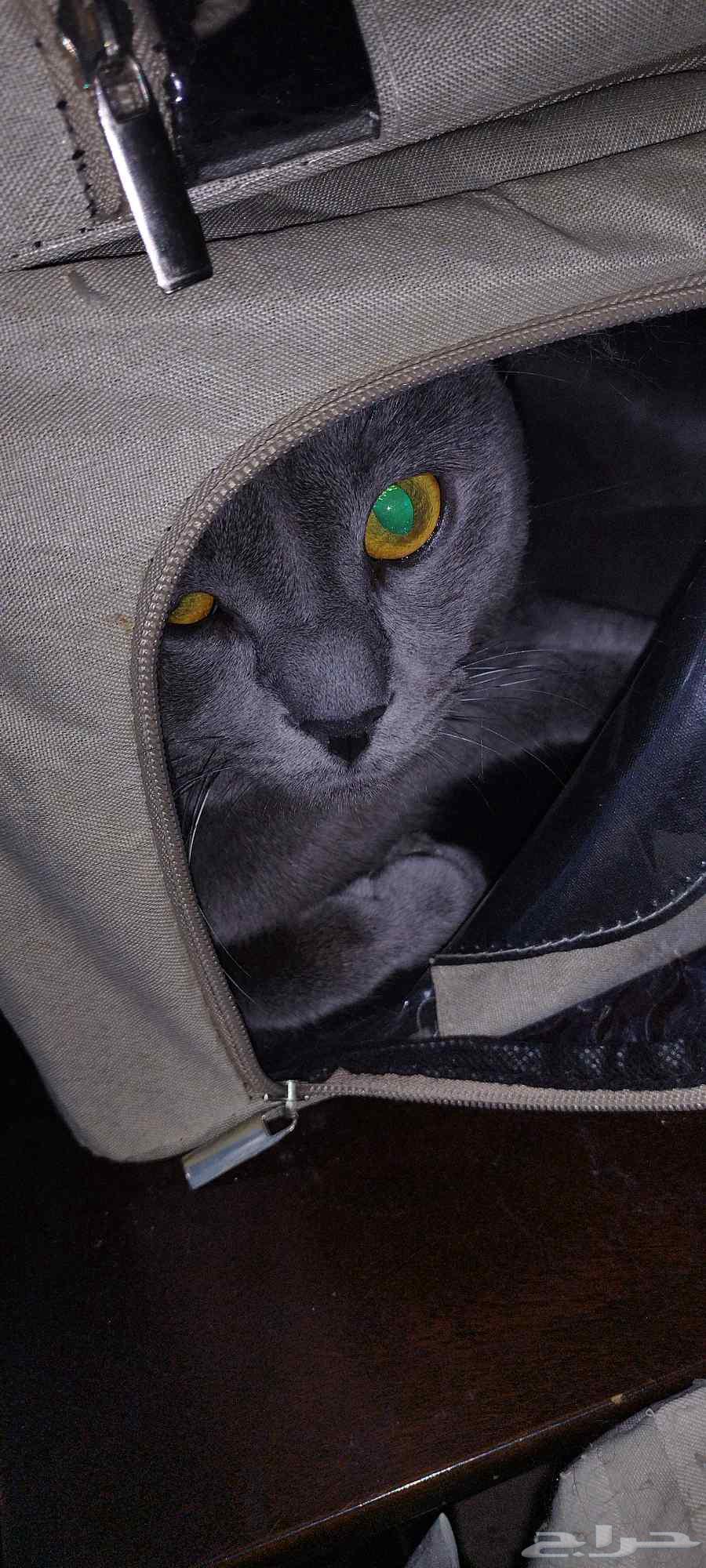 بس سكتش هاف فولد ذكر عمره سنتين غير معقم تواصل واتساب فقد64623560189186111