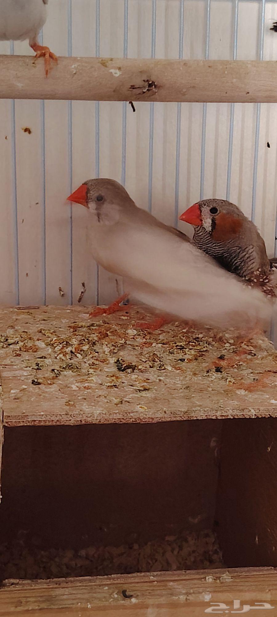 Zebra Finch, Java Sparrow, Budgerigar Pairs and Large Wooden Cage for Sale – Barter Accepted64619367836674113