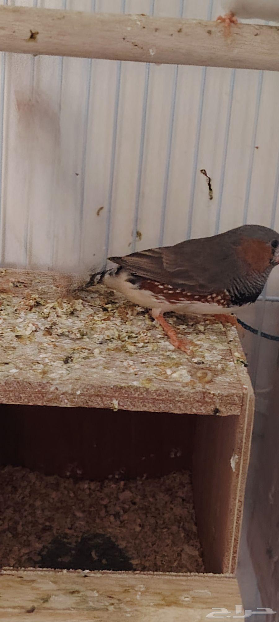 Zebra Finch, Java Sparrow, Budgerigar Pairs and Large Wooden Cage for Sale – Barter Accepted64619367836674112