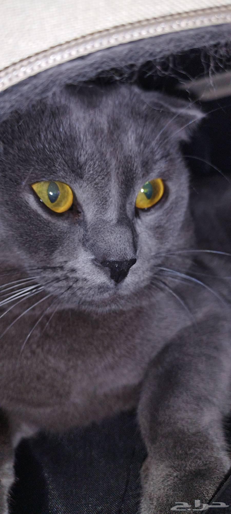 بس سكتش هاف فولد ذكر عمره سنتين غير معقم تواصل واتساب فقد64623560189186110