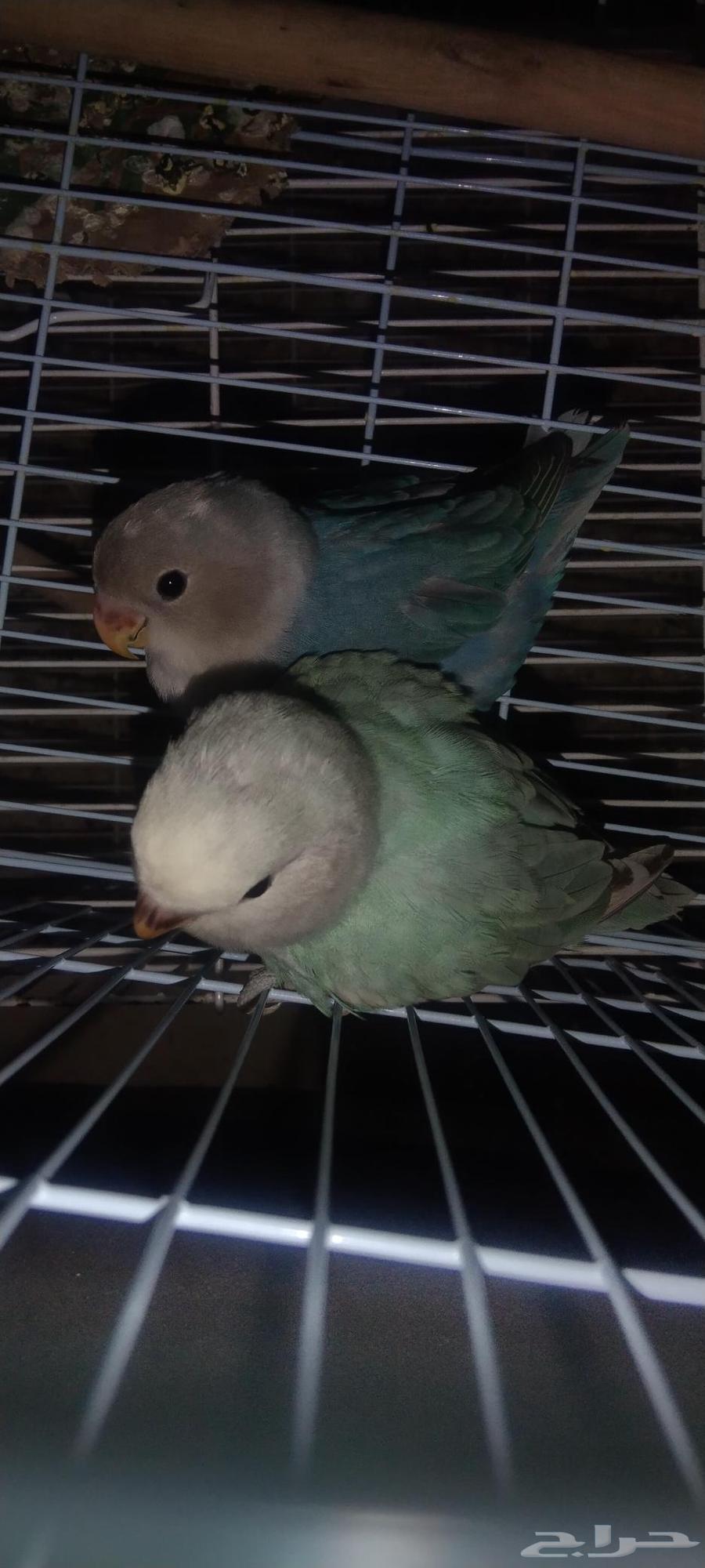 طيور روز السعر كلهم ب 35064575918510210111