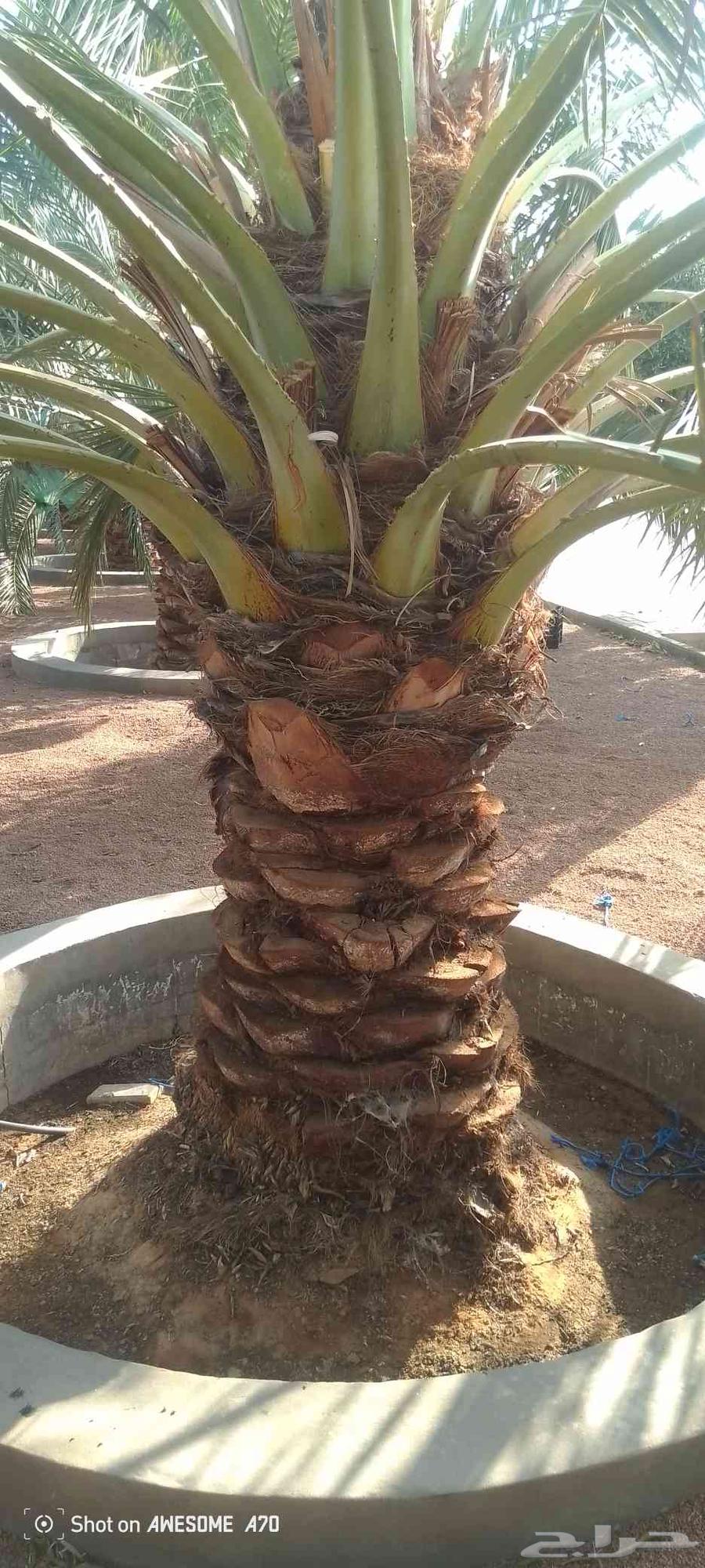 نخل للبيع بسعر بسيط موجود 4نخلات فنخه نظافة ميه بالميه64622066647553110