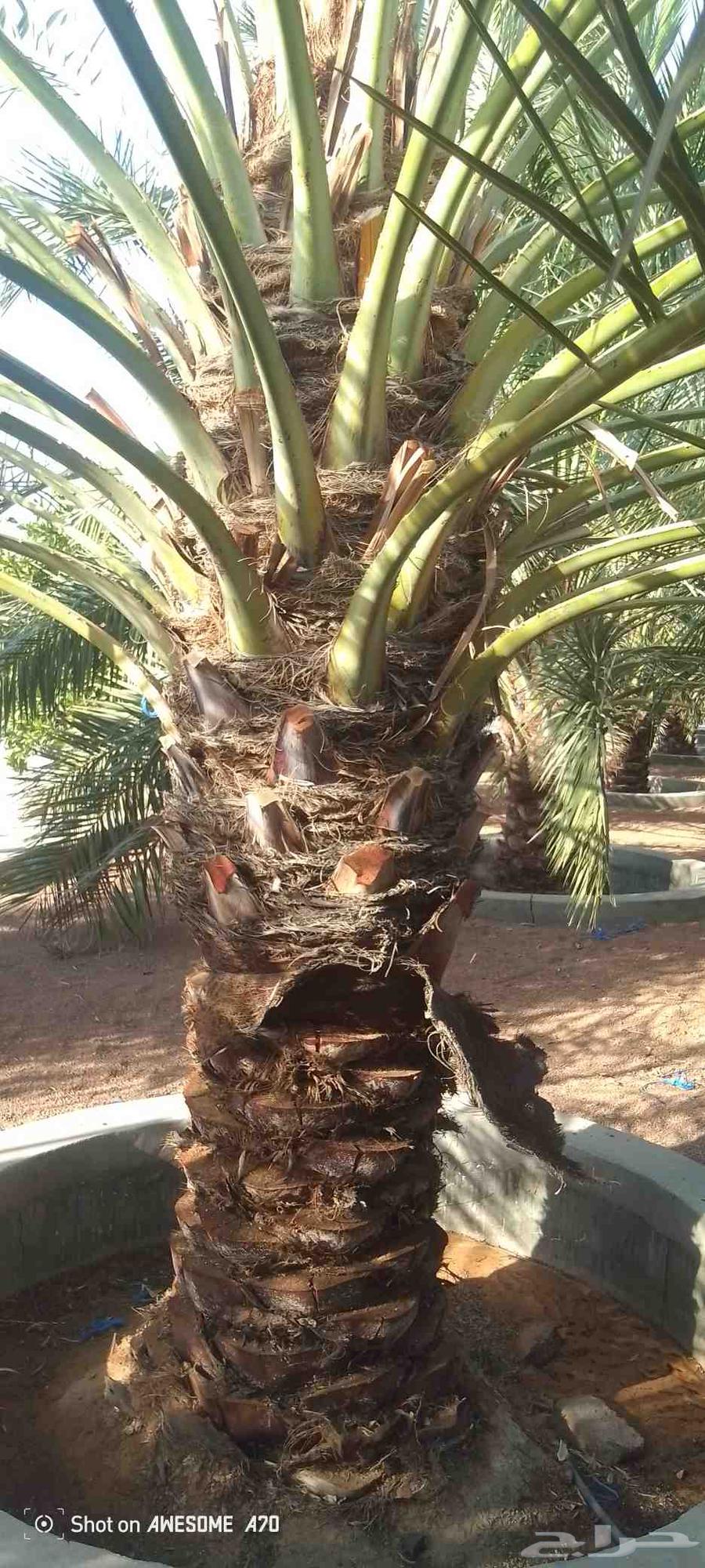 نخل للبيع بسعر بسيط موجود 4نخلات فنخه نظافة ميه بالميه64622066647553113