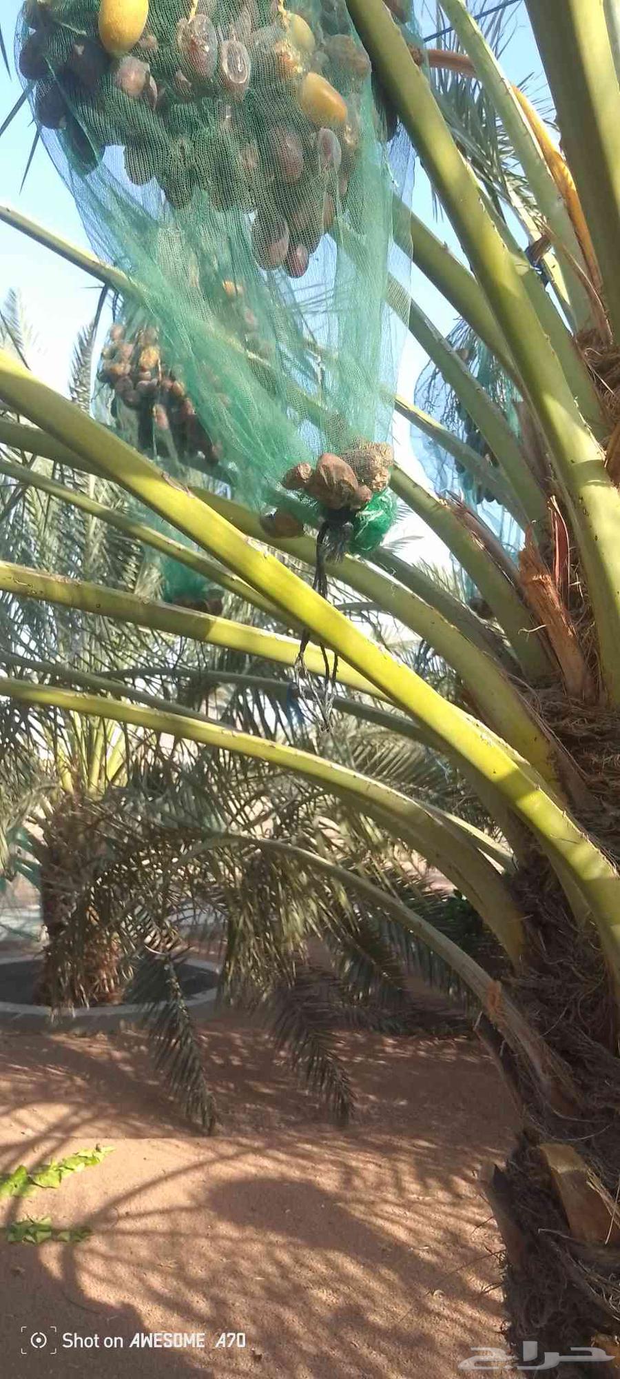 نخل للبيع بسعر بسيط موجود 4نخلات فنخه نظافة ميه بالميه64622066647553112