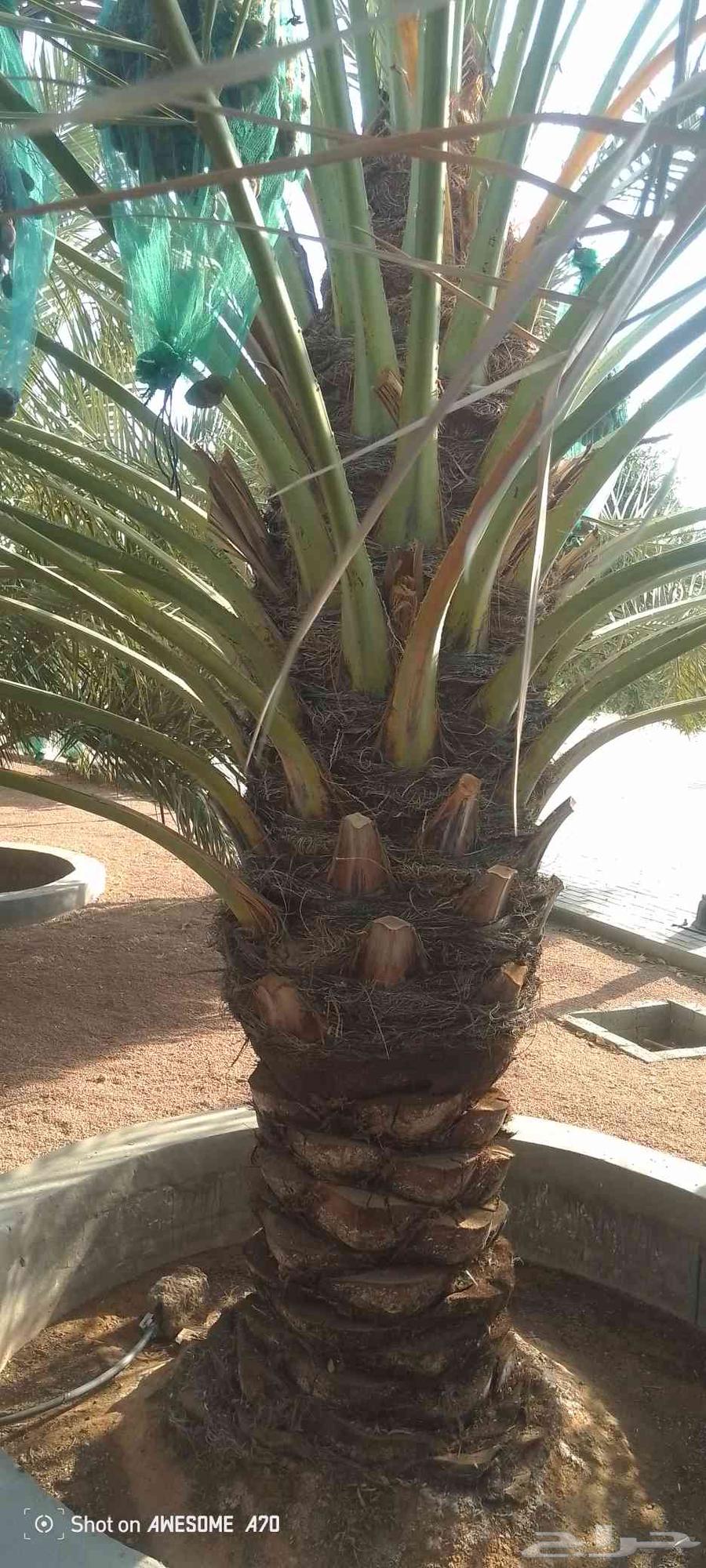 نخل للبيع بسعر بسيط موجود 4نخلات فنخه نظافة ميه بالميه64622066647553114