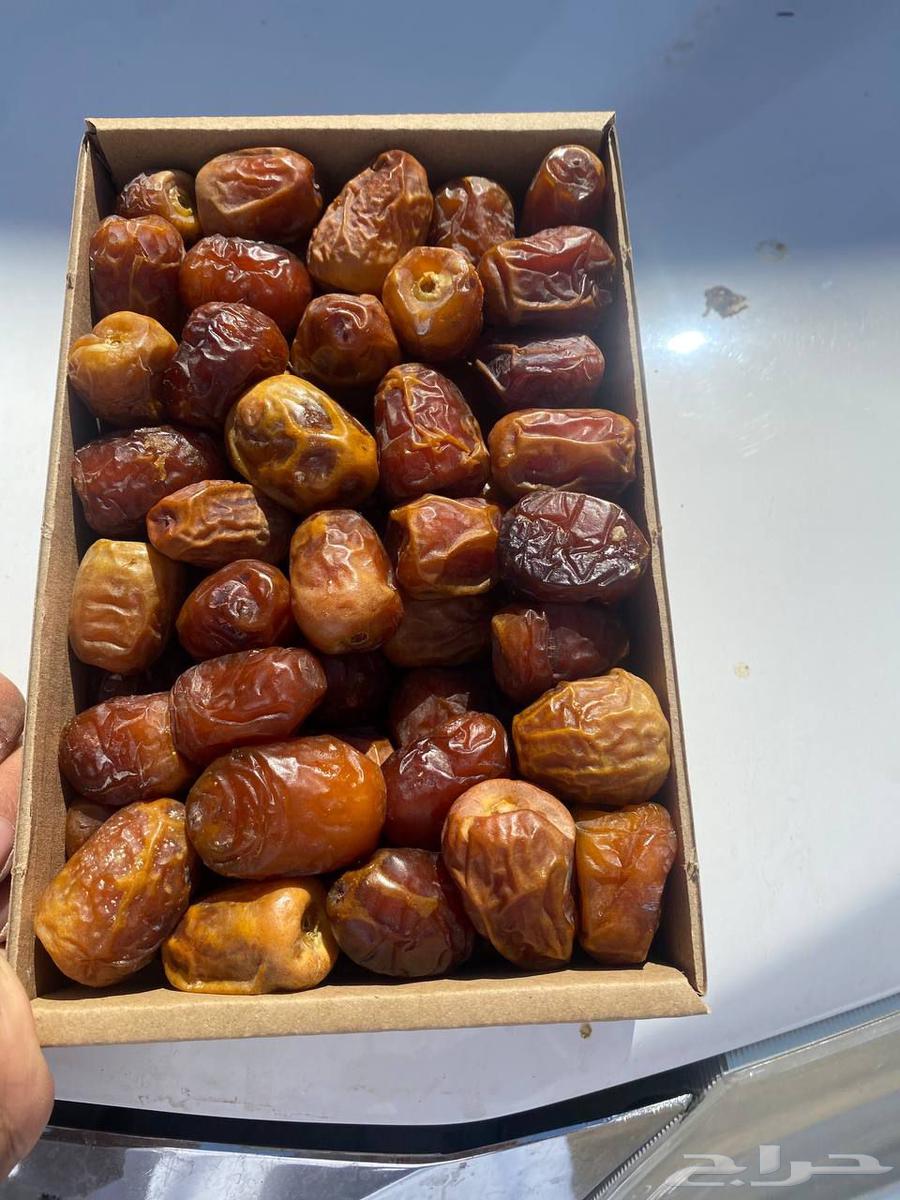 Tamar Al-Saqi and Sugar64617775302019114