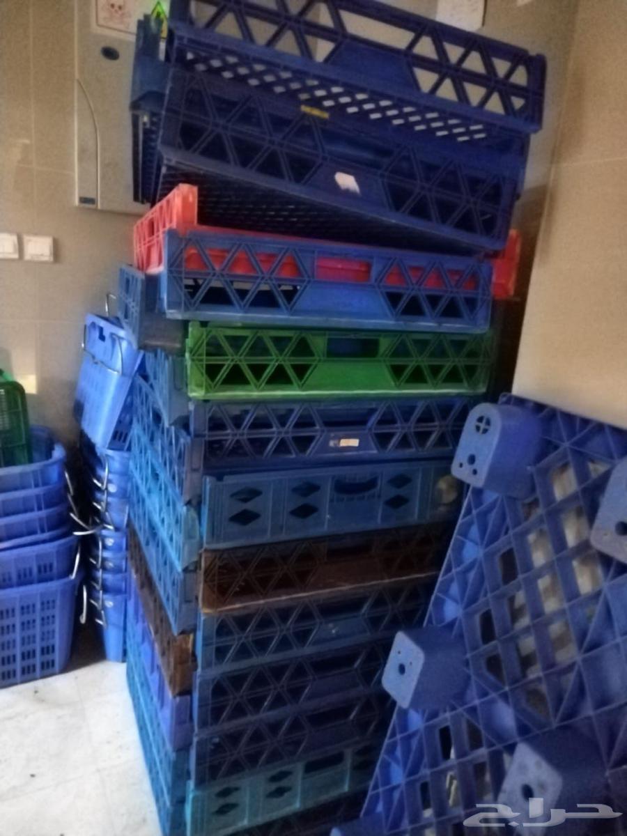 No. 150 baskets. Price: 6 riyals per basket. Contact via private message64623679846145110