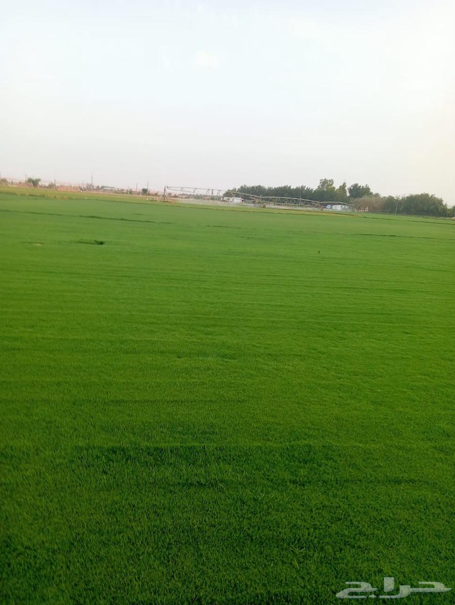 تيل سي 2000صافي وطبيعي الموقع الخرج64622228597635114