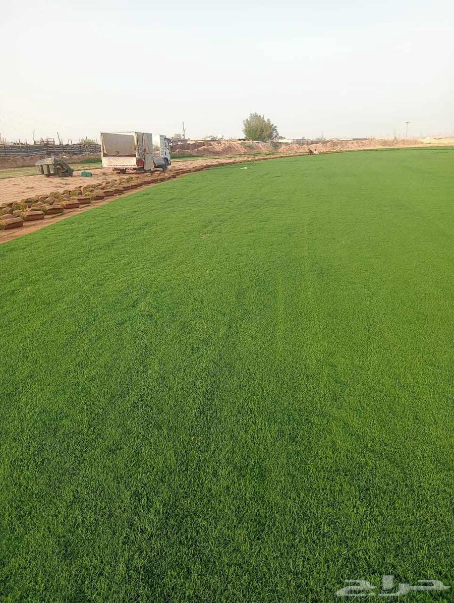 تيل سي 2000صافي وطبيعي الموقع الخرج64622228597635110