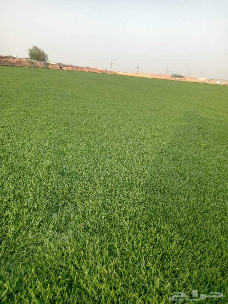 تيل سي 2000صافي وطبيعي الموقع الخرج64622228597635111