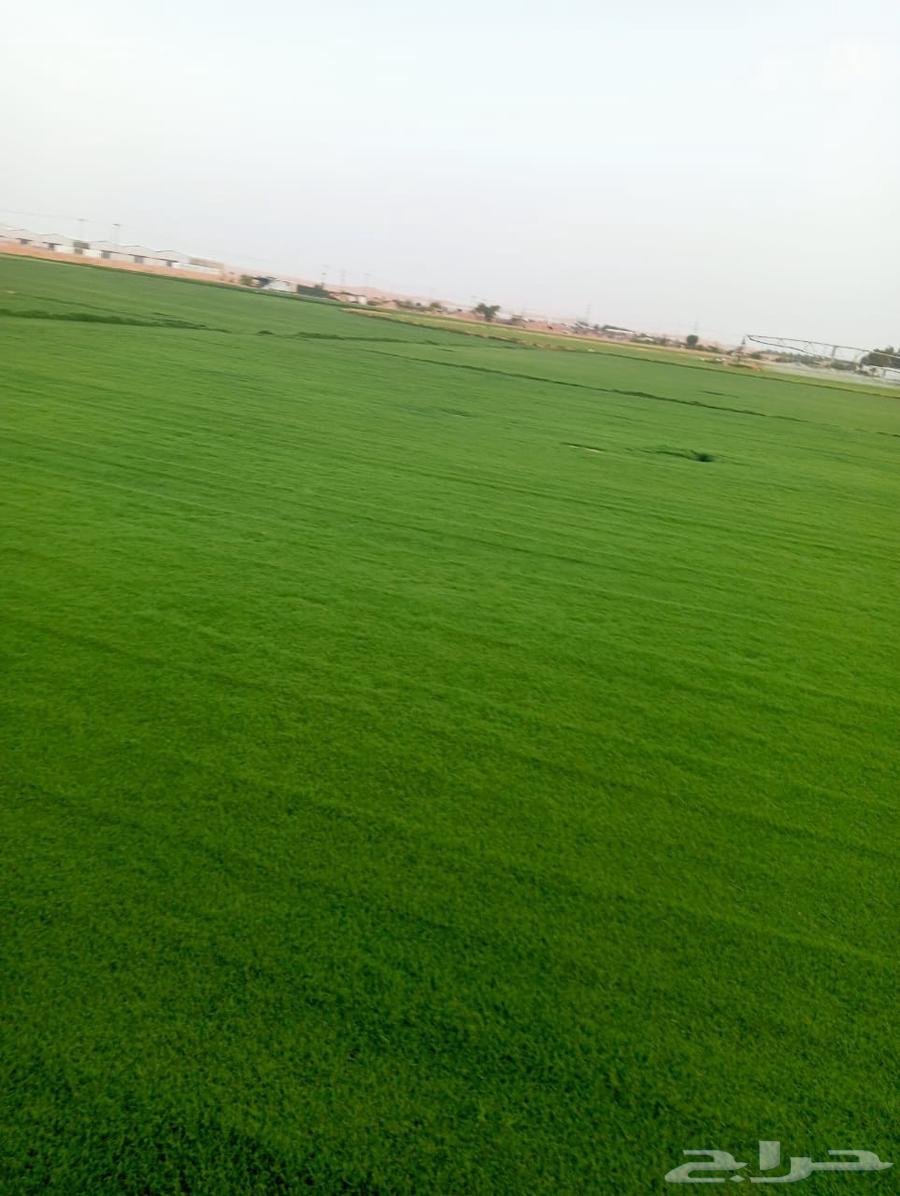 تيل سي 2000صافي وطبيعي الموقع الخرج64622228597635113