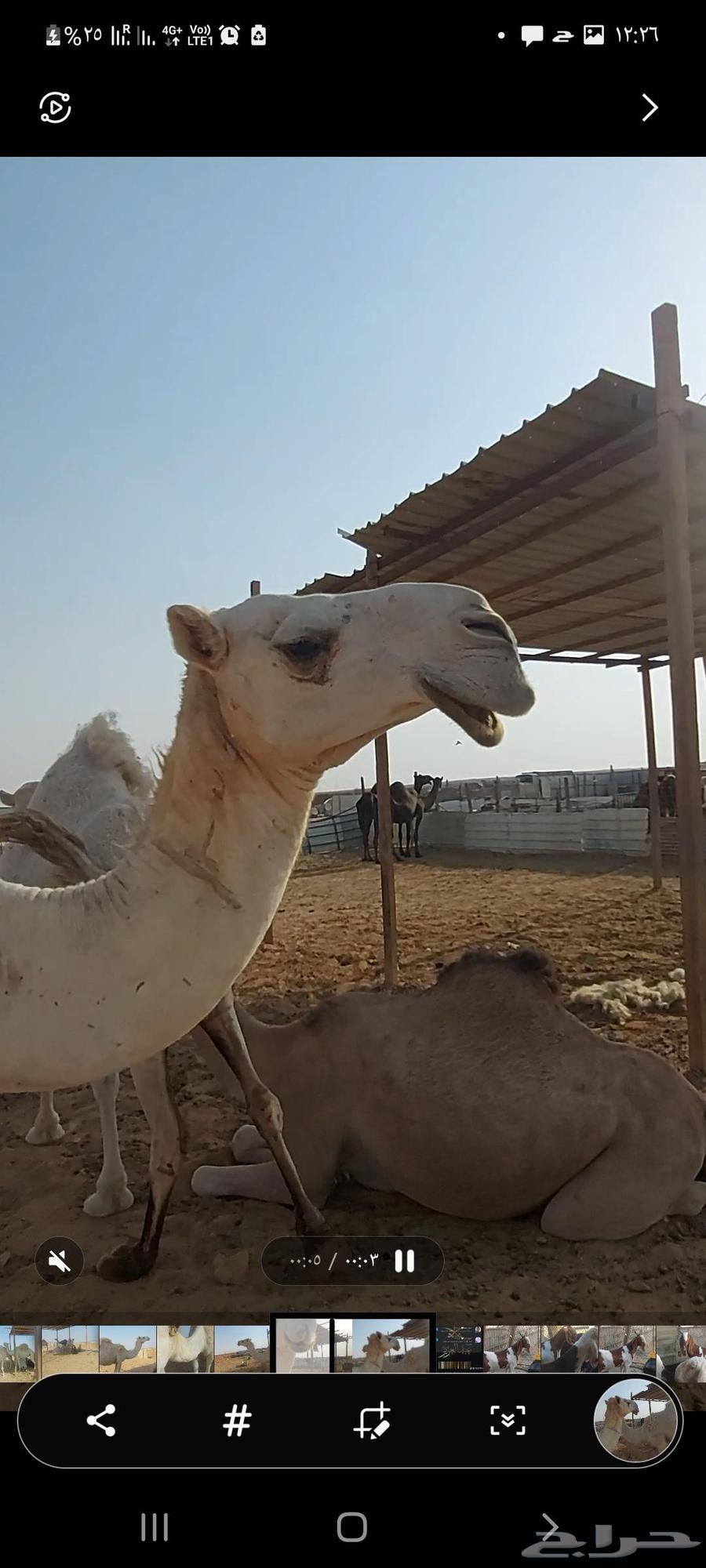 Al-Jouf Racing Camel Has Not Given Birth Yet64626457292930110