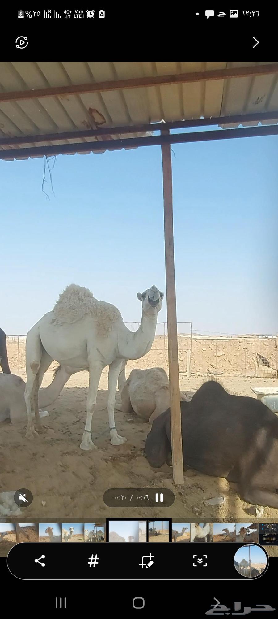 Al-Jouf Racing Camel Has Not Given Birth Yet64626457292930113