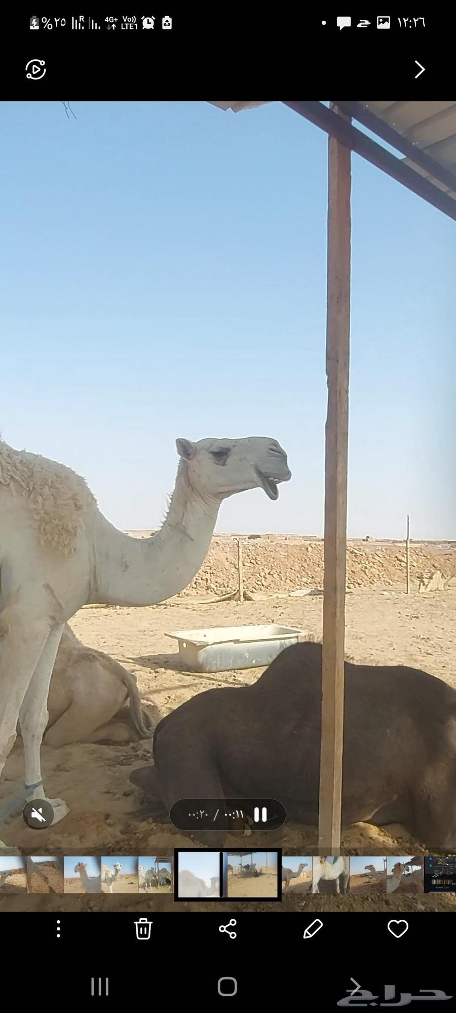 Al-Jouf Racing Camel Has Not Given Birth Yet64626457292930112