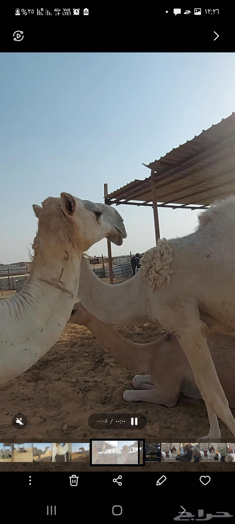 Al-Jouf Racing Camel Has Not Given Birth Yet64626457292930111