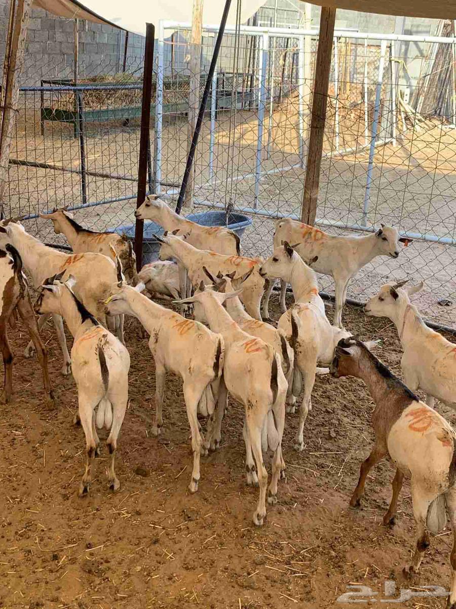 تيوس صومالية جذعان في معشوقة بأقل سعر للمرابي64626432889729111