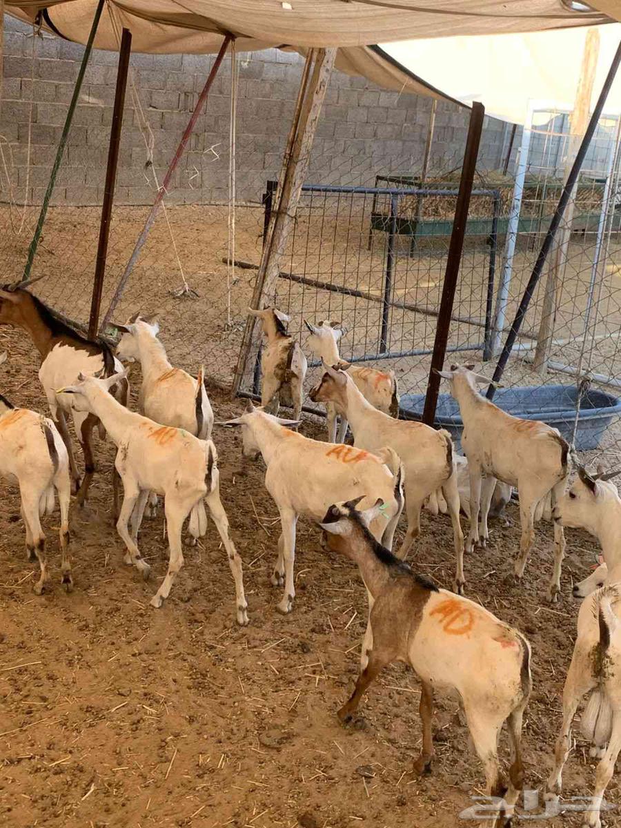 تيوس صومالية جذعان في معشوقة بأقل سعر للمرابي64626432889729110