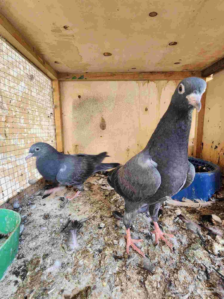 طبه حمام باكستاني تيدي كالو Top64616678267906113