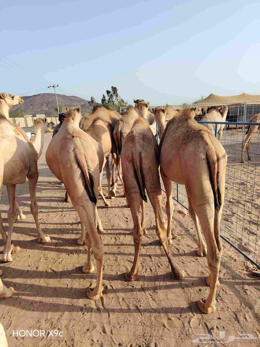 قعدان صومالية مفاريد تربية البيع تفريد وجملة64627151338241111