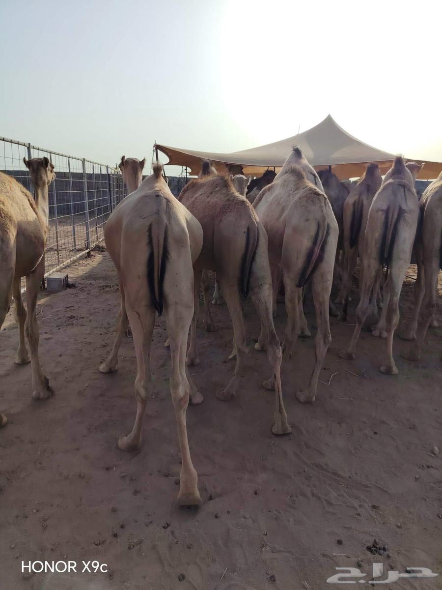 قعدان صومالية مفاريد تربية البيع تفريد وجملة64627151338241112