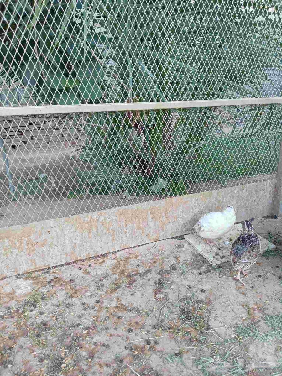 Rabbits and Budgerigars for Sale in Dawmat Al Jandal64442241092993113