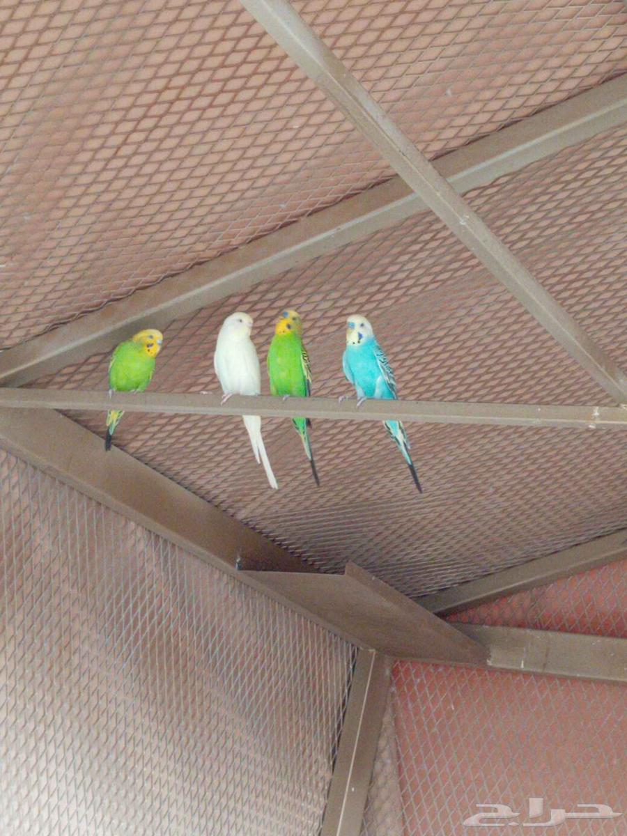 Rabbits and Budgerigars for Sale in Dawmat Al Jandal64442241092993112