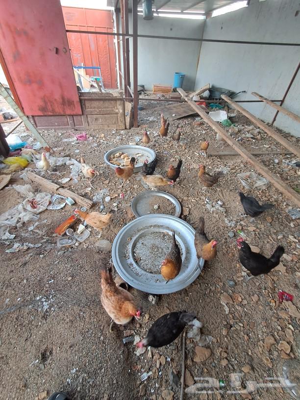 للبيع دجاج بلدي بياض64618252269185112