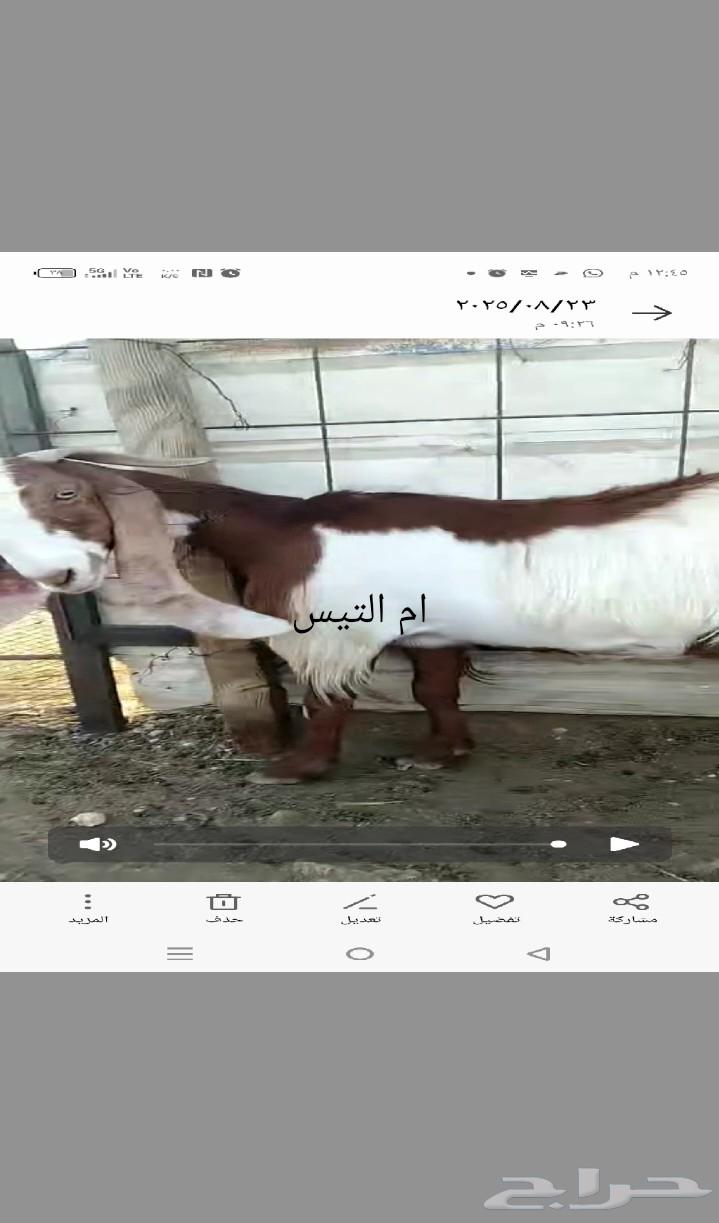 تيس قبرصي فحل. قبرصيات64444338649858114