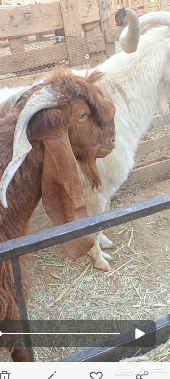 تيس قبرصي فحل. قبرصيات64444338649858113