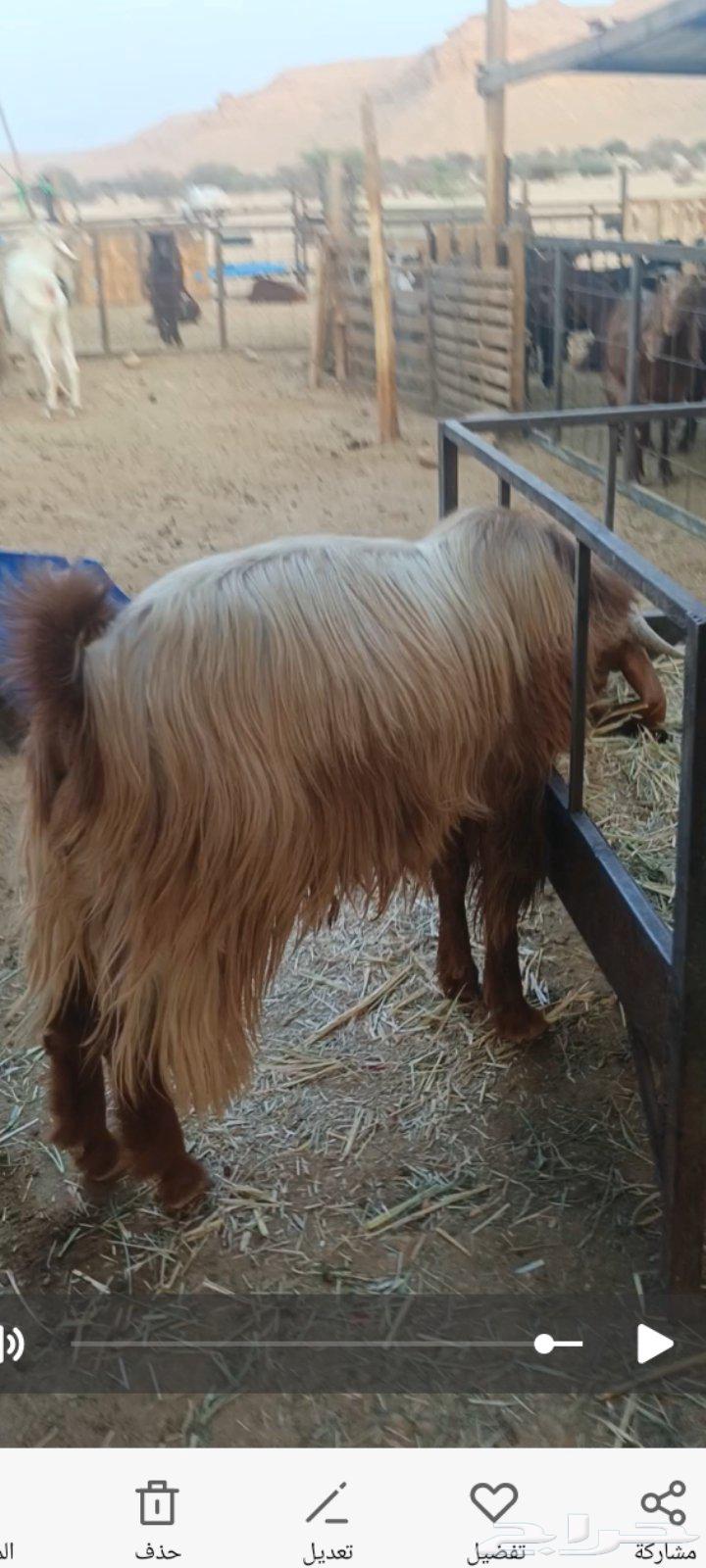 تيس قبرصي فحل. قبرصيات64444338649858112