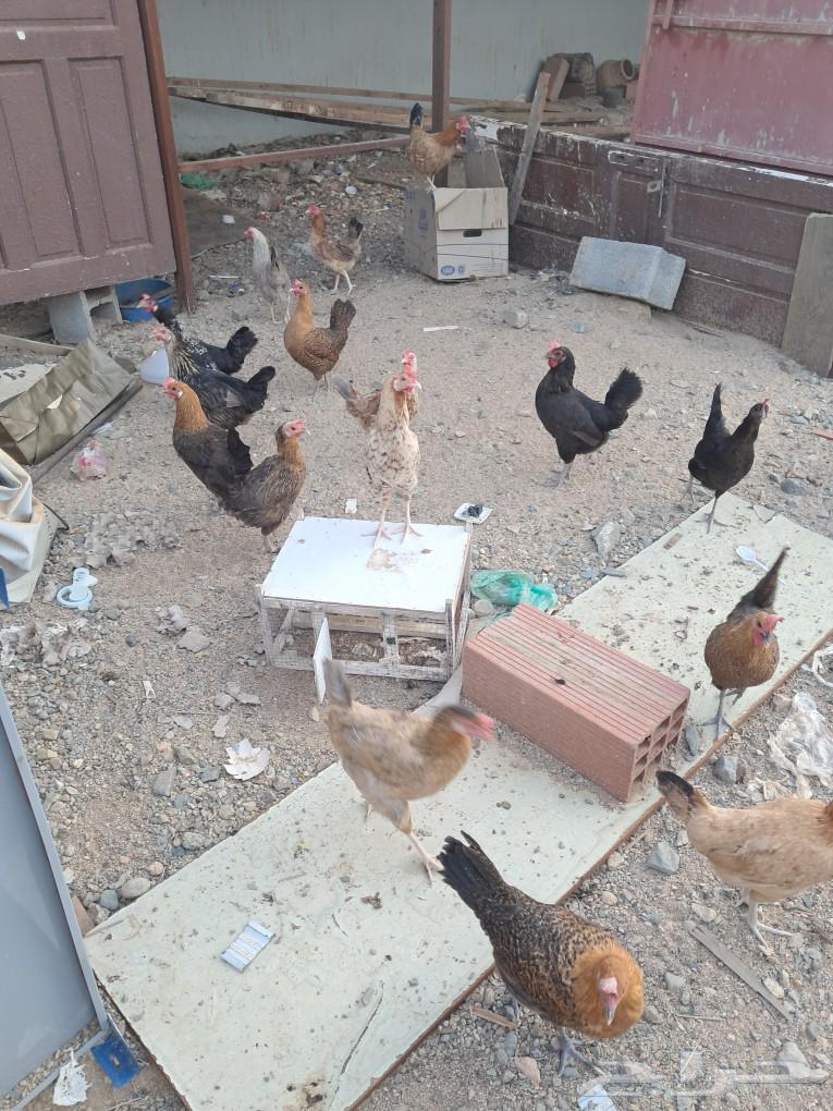 للبيع دجاج بلدي بياض64618252269185110