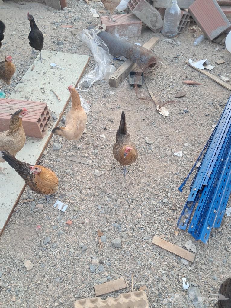 للبيع دجاج بلدي بياض64618252269185111