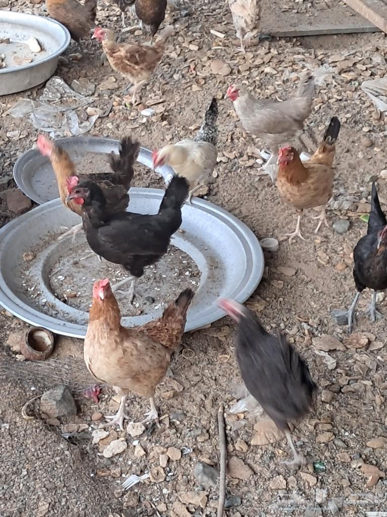 للبيع دجاج بلدي بياض64618252269185113