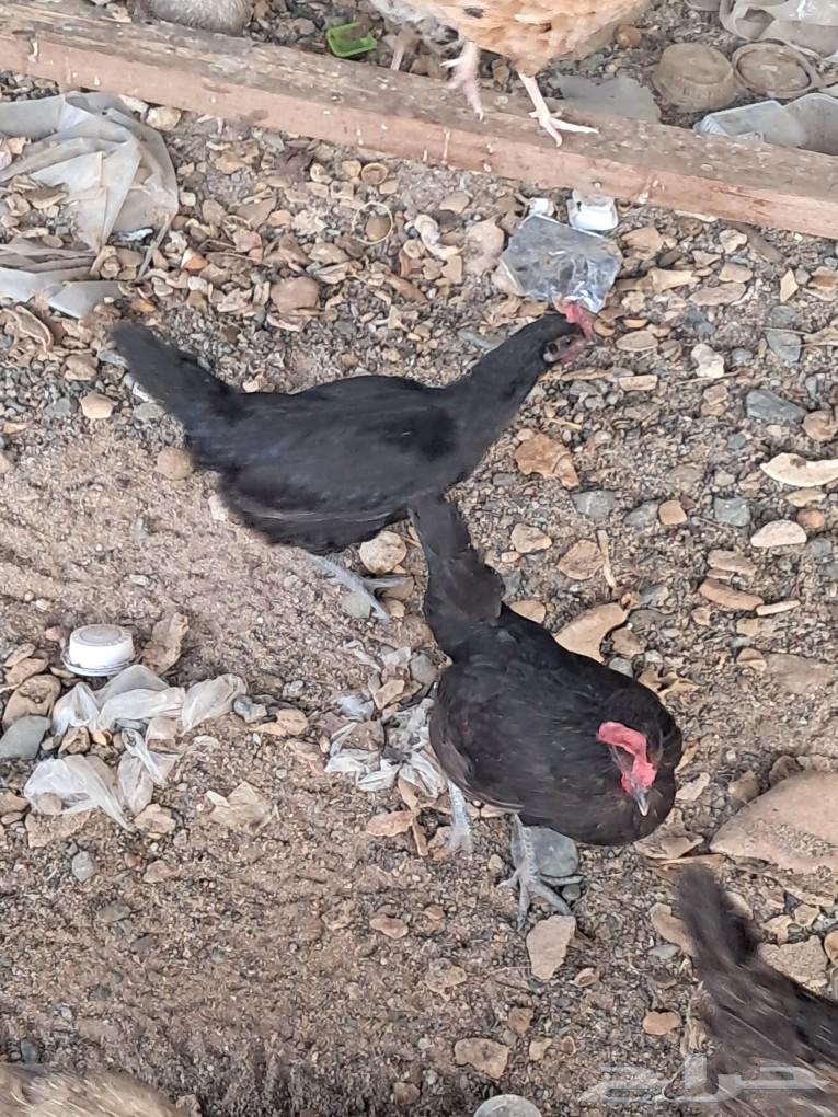 للبيع دجاج بلدي بياض64618252269185114