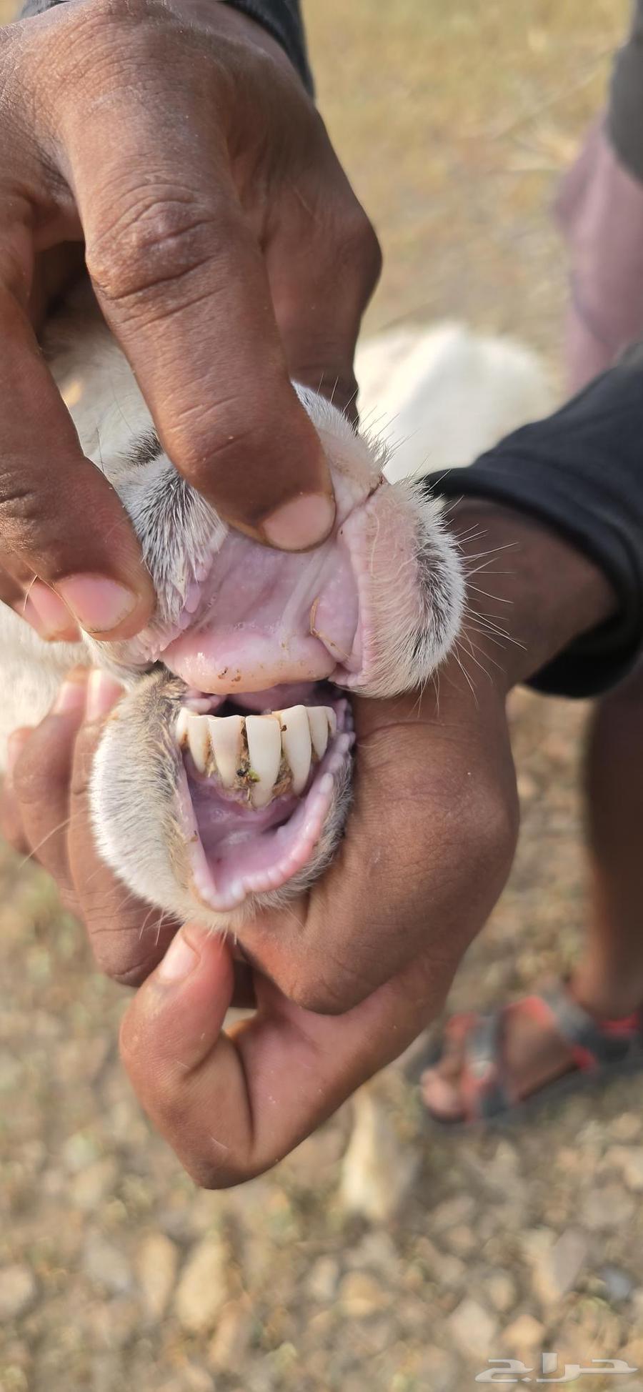 Sheep Farming64635098522627113